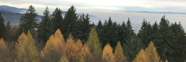 trees with leaves green and gold