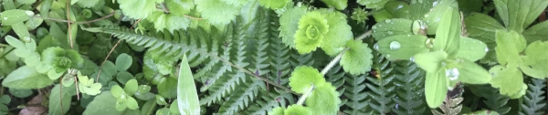 ferns in the forest